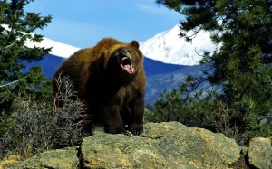 angry-bear